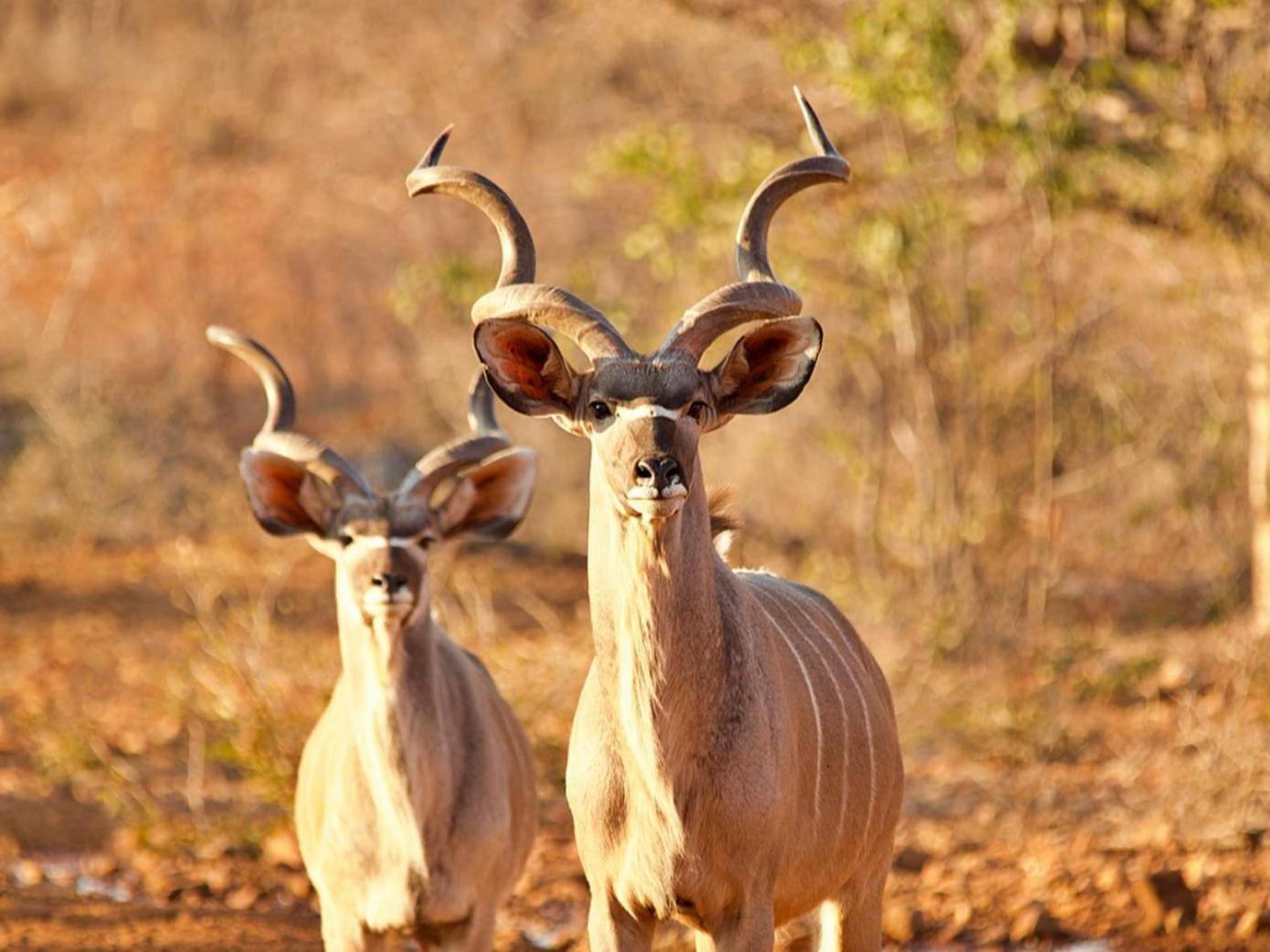 Hotel Kifaru Bush Camp Outjo Exteriér fotografie